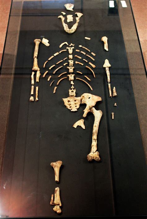 lucy skeleton found in ethiopia.